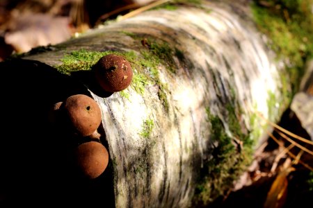 Puffball mushrooms photo