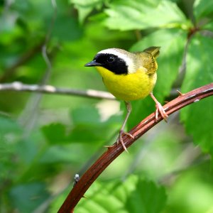 Common Yellowthroat