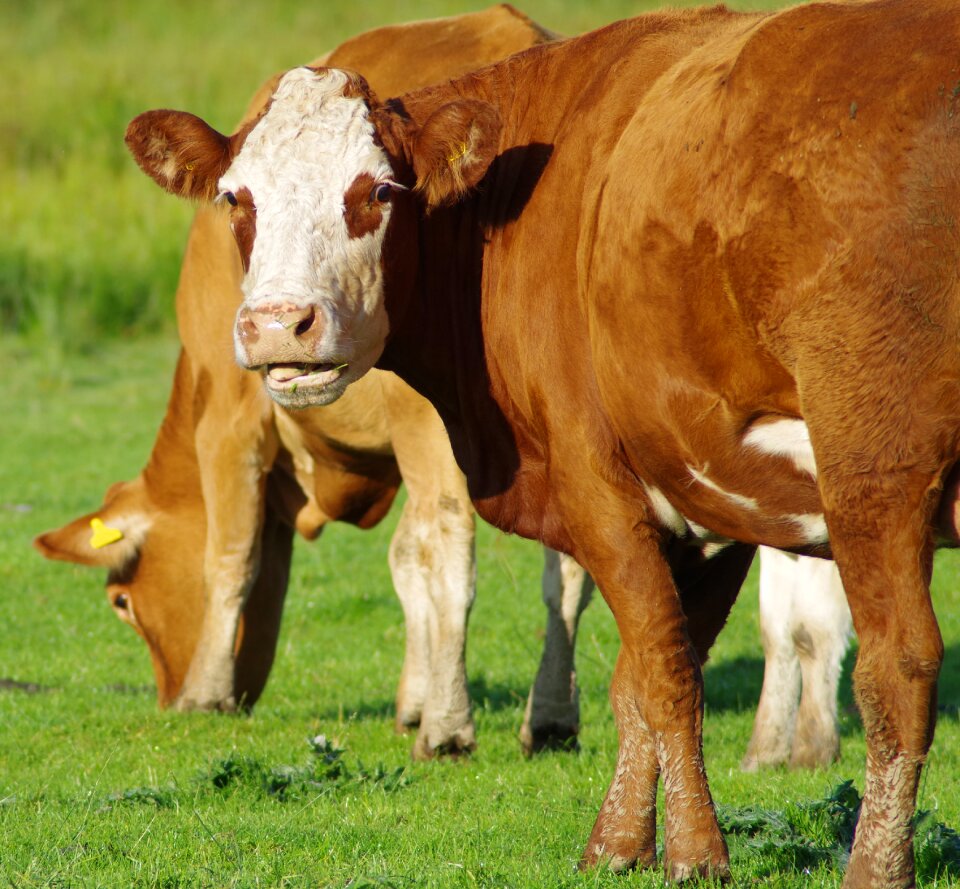 Cattle farm agriculture