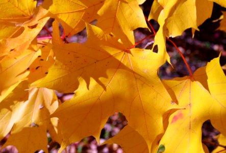 Yellow maple leaves photo