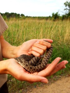 Western Hognose Snake photo