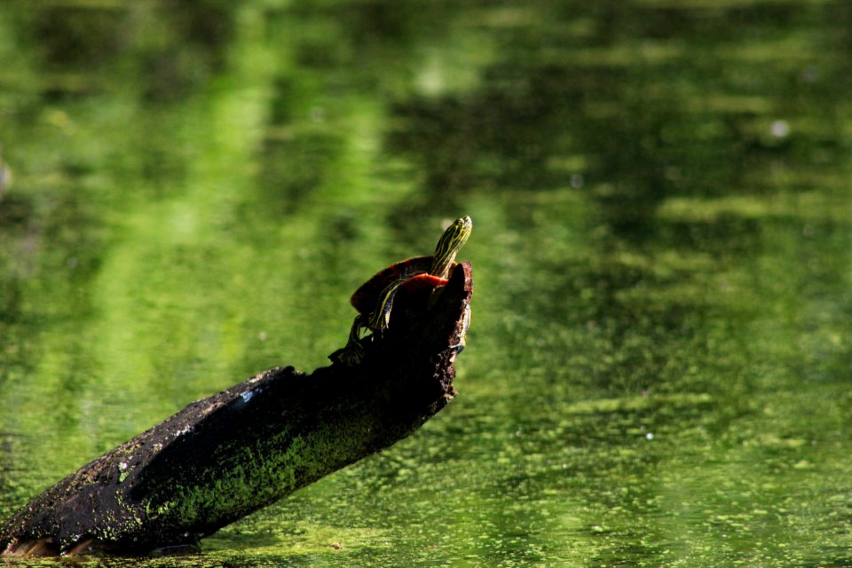 Western Painted Turtle