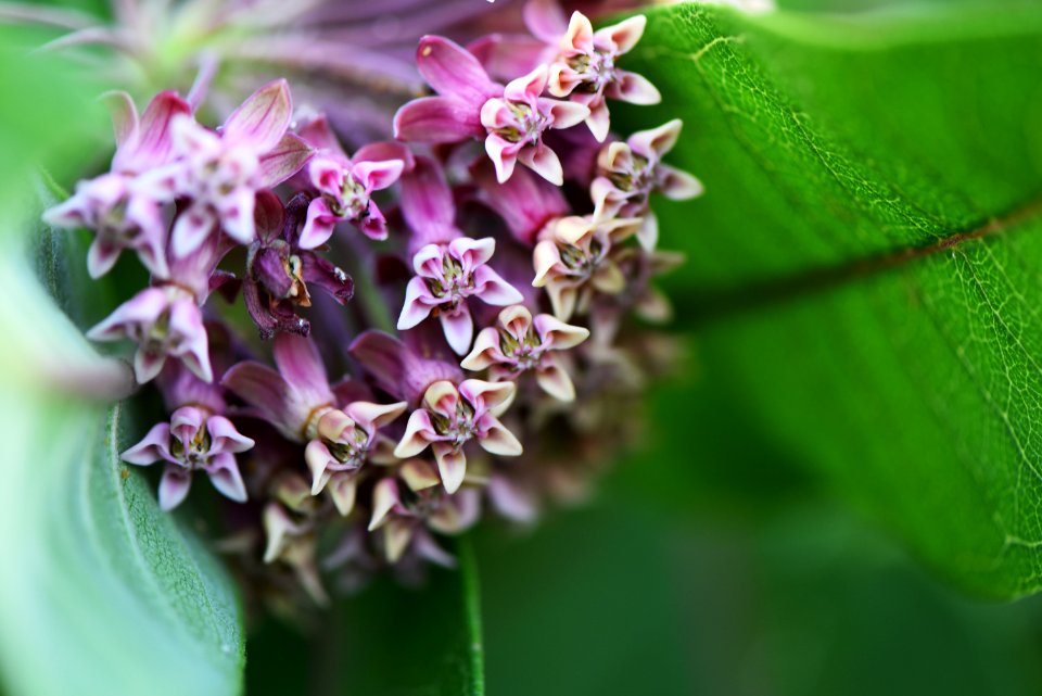 Common Milkweed Flowers