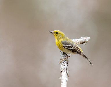 Pine Warbler photo