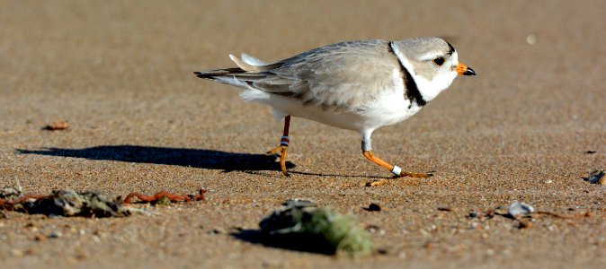 Piping Plover photo