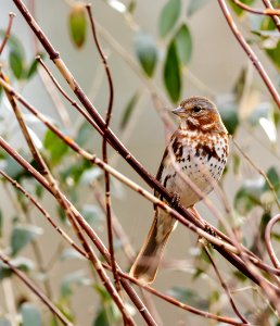 Fox Sparrow photo