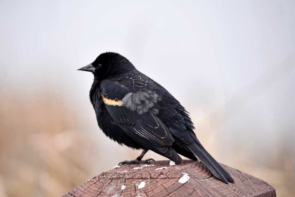 Red-winged blackbird