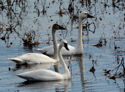 Tundra swans at Shiawassee National Wildlife Refuge