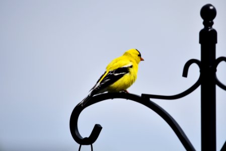 American goldfinch photo