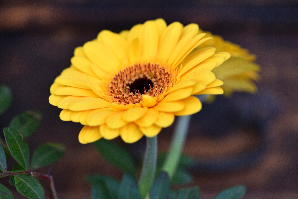 Orange orange flower close up