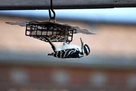 Hairy woodpecker visiting a suet feeder photo