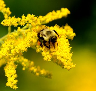 Bumblebee on goldenrod photo