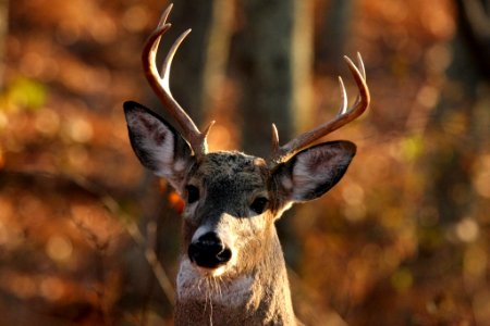White-tailed Deer- Buck