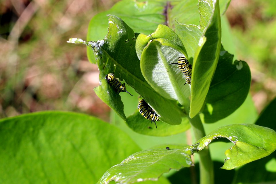Monarch Caterpillars on Common Milkweed