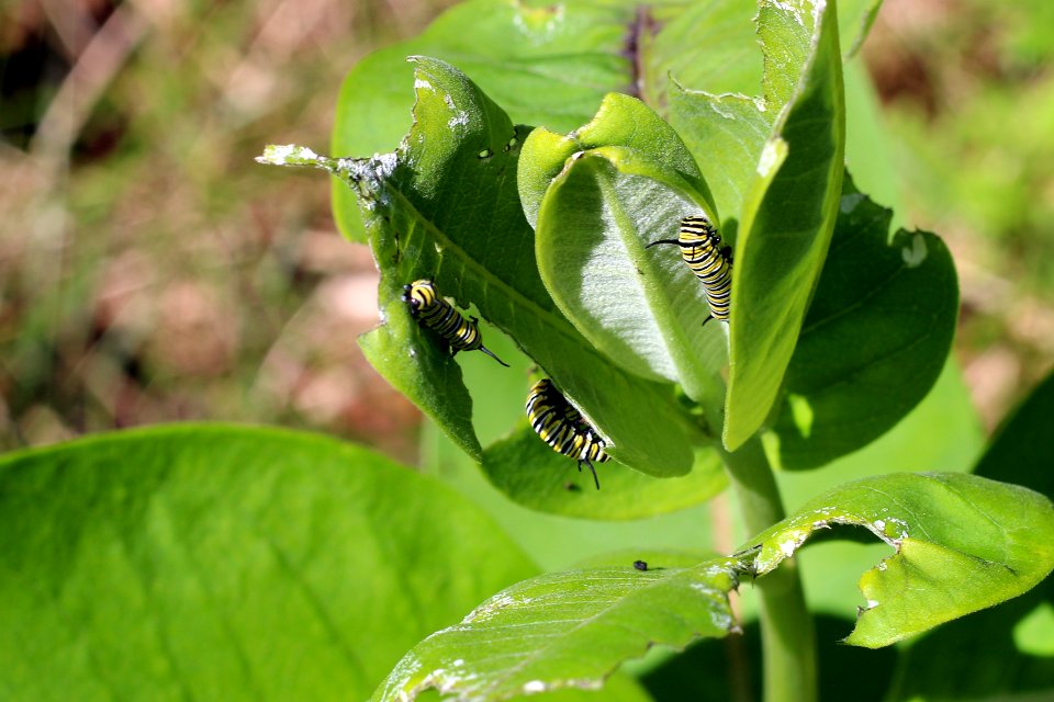 Monarch Caterpillars on Common Milkweed photo