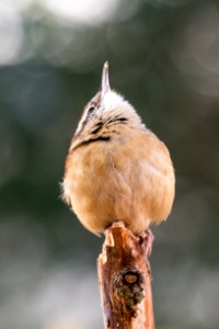 Carolina Wren photo