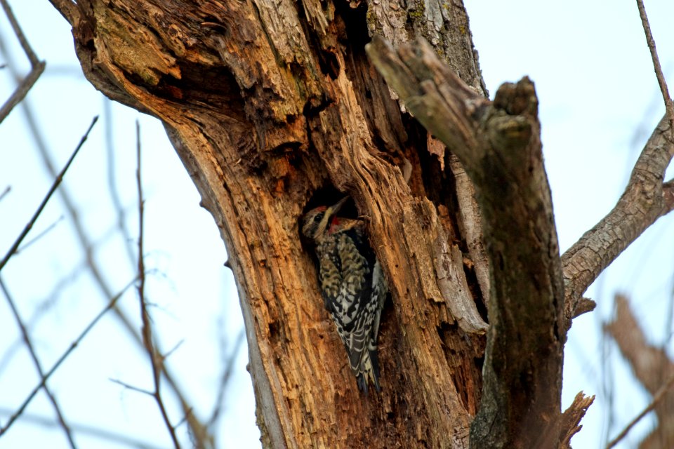Yellow-bellied Sapsucker