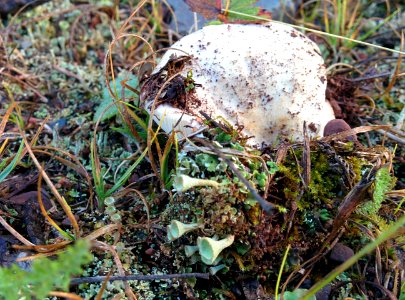 Lichen and a mushroom