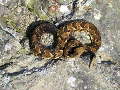 Timber Rattlesnake