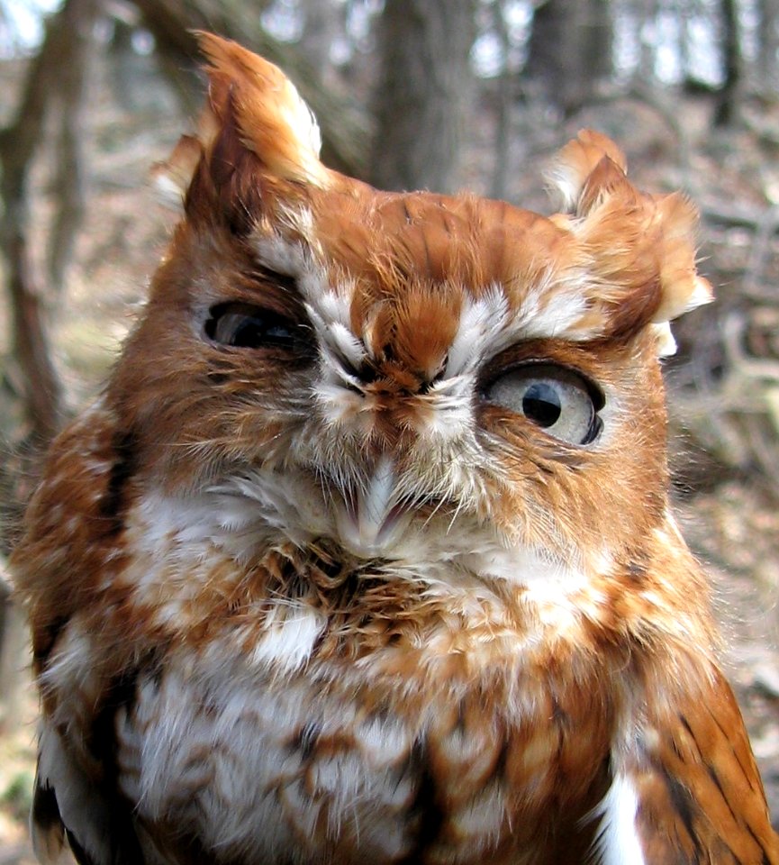 Eastern Screech-Owl