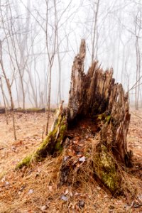 Old Stump Near Corbin Cabin nl