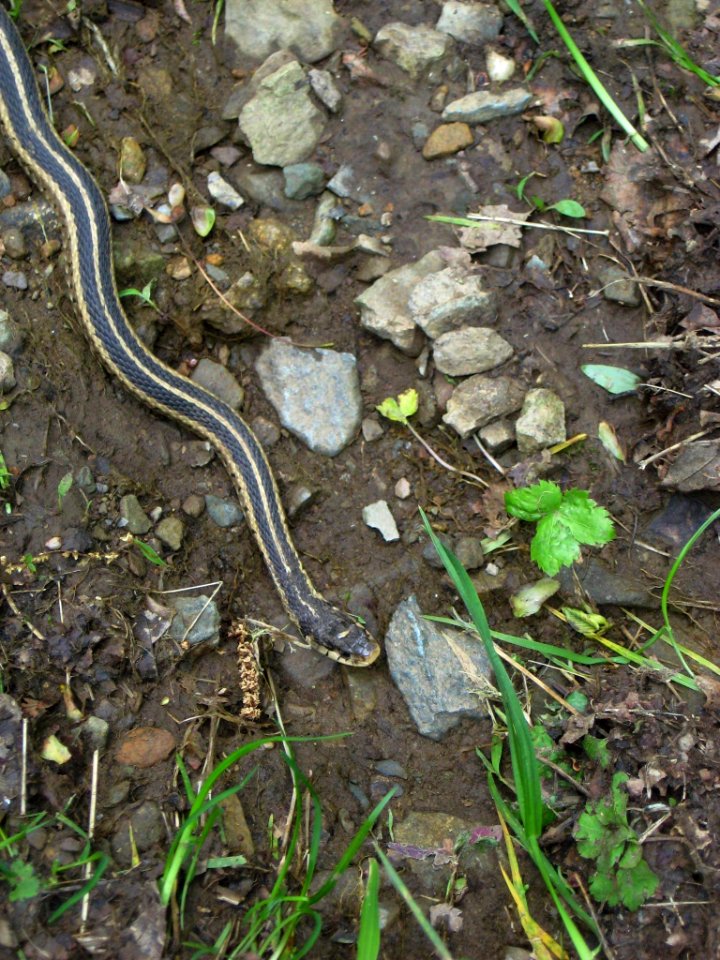 Eastern Garter Snake