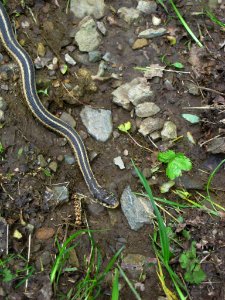 Eastern Garter Snake