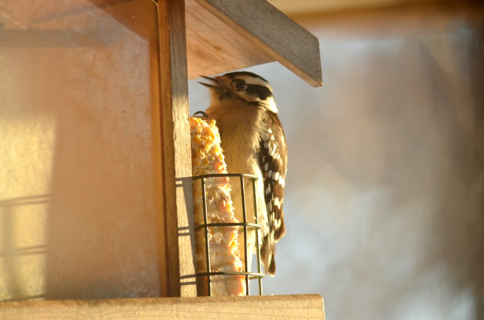 Downy Woodpecker photo