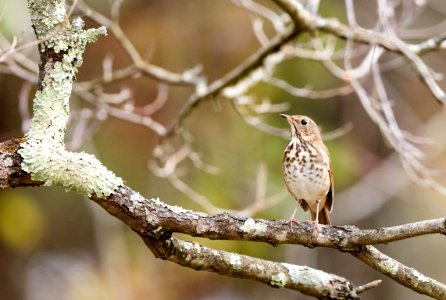 Hermit Thrush