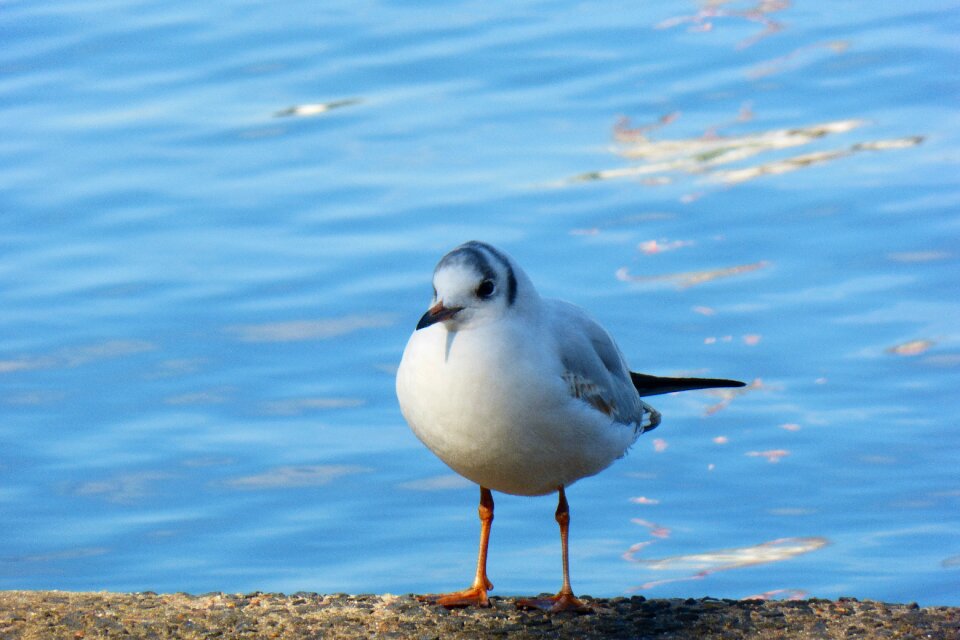 Seagull birds water