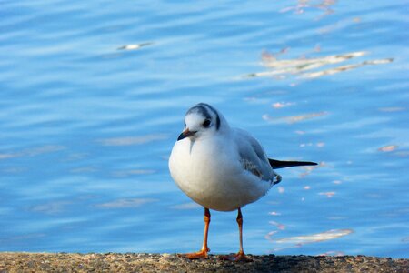 Seagull birds water photo