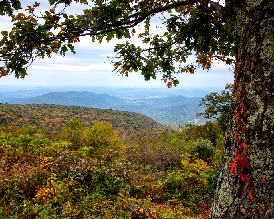 Fall Frame