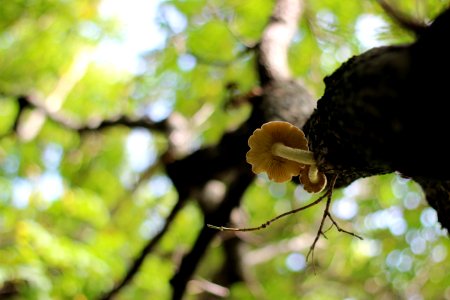 Tree mushrooms