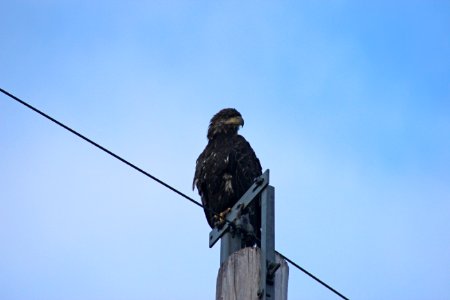 Immature Bald Eagle