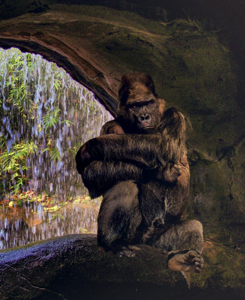 Silverback watch thinking