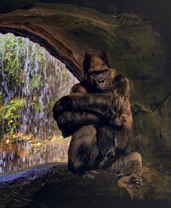 Silverback watch thinking