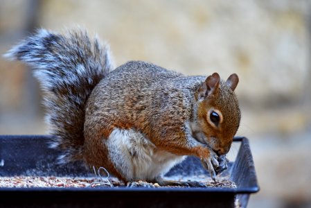 Gray squirrel visiting a feeder photo