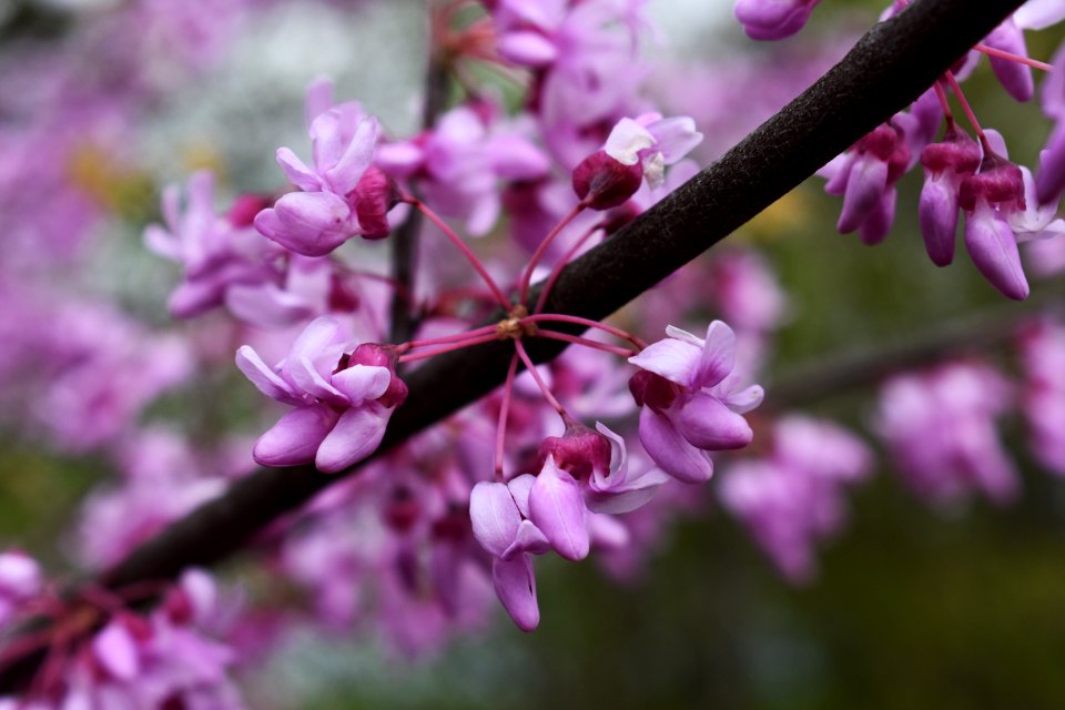 Redbud (Cercis canadensis)