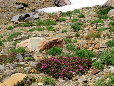 Paradise Skyline Trail at Mt. Rainier NP in WA