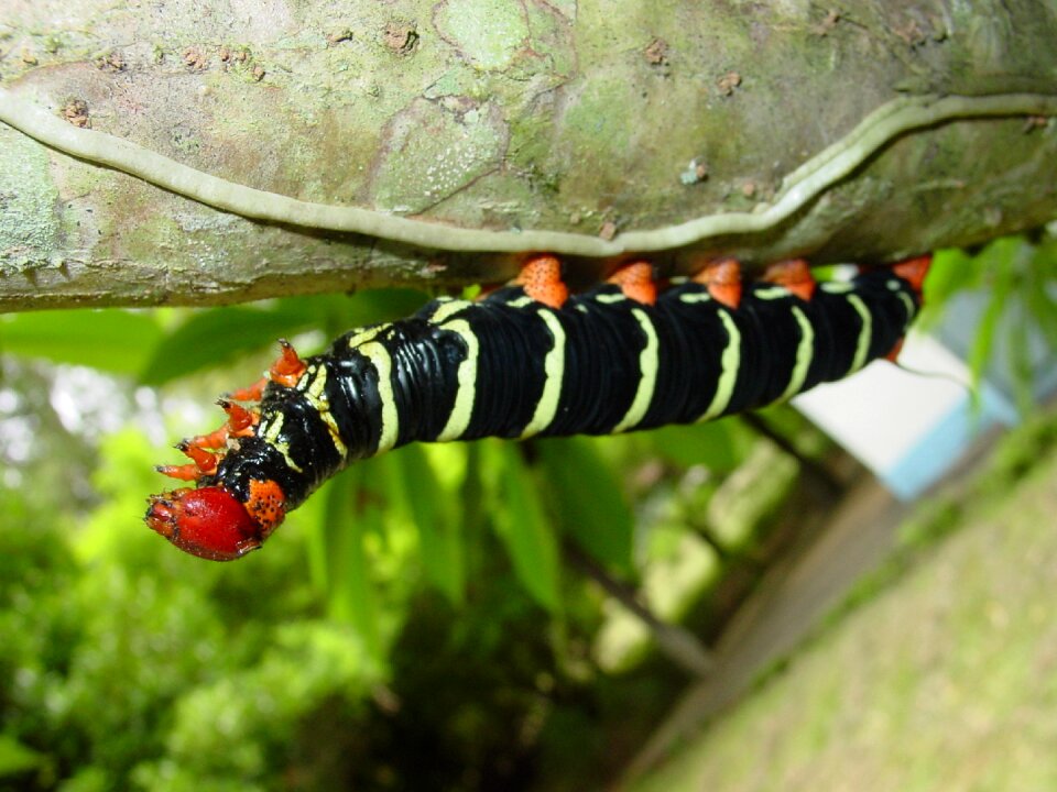 Worm plant colorful