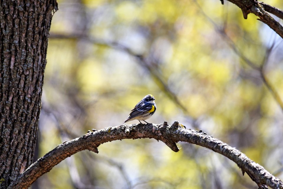 Yellow-rumped warbler perched on a tree branch