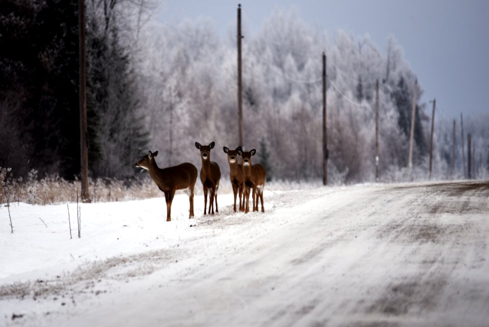 White-tailed deer photo