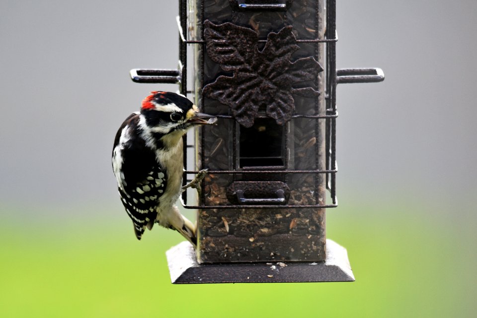 Downy Woodpecker at the Bird Feeder