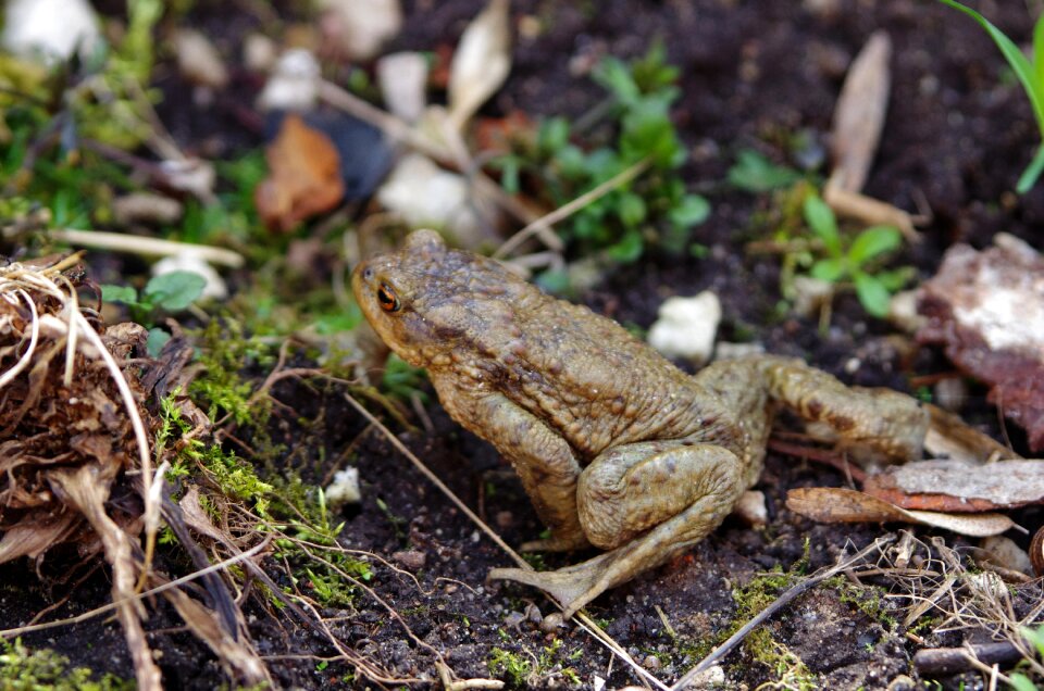 Amphibian animal nature