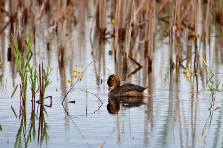 Young Pied-billed Grebe photo