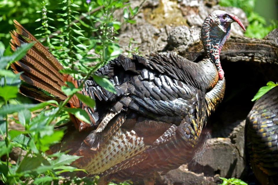 Wild Turkey Strutting