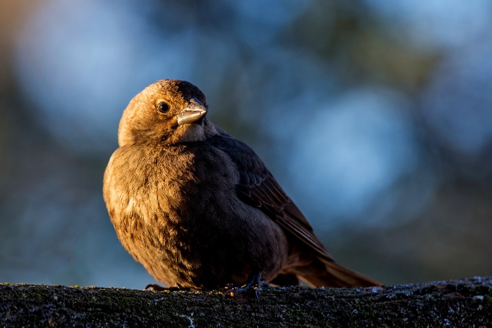 Brown-headed Cowbird