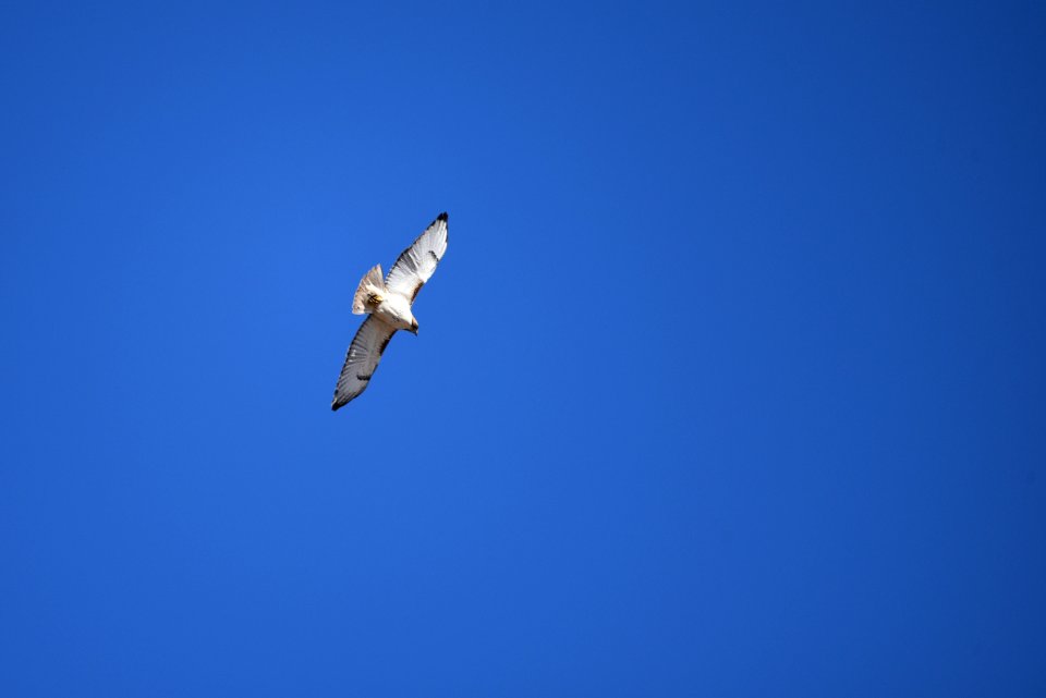 Red-tailed hawk