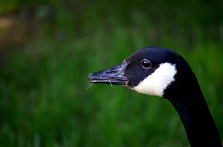 Canada goose head