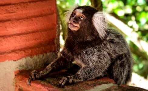 Marmoset nature monkey photo